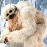 TheWampa