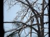 acorn woodpecker.jpg