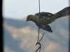 hooded oriole on feeder 2.JPG