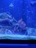 tree coral.jpg