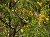 Bushtit 8-29.JPG