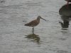 Dowitcher.JPG