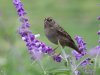 Golden Crowned Sparrow.JPG