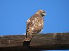 Red-tailed hawk.JPG