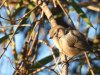 Bushtit 10-10.JPG