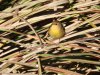 Common Yellowthroat female.JPG