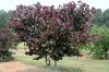 Cercis-Merlot-004.jpg