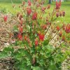 aquilegia_little_lanterns_cropped_3_1.jpg