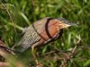 Sep GreenHeron.JPG