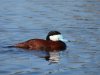 Sep Ruddy Duck.JPG