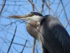 may heron.JPG