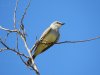 8-7-kingbird.JPG