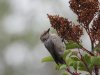 Peck Bushtit 2.JPG