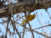 3-18 Yellow Warbler.jpg