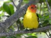 Western Tanager.jpg