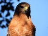 red-shouldered.jpg