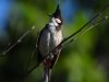 bulbul2.jpg