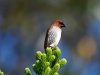 munia.jpg