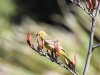 oriolefemale.jpg