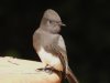 blackphoebe.jpg