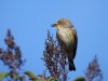yellowrumped.jpg
