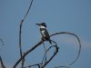beltedkingfisher.jpg