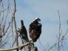 osprey.jpg