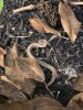 IMG_3271.jpeg