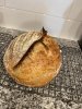 IMG_0255.jpeg