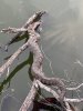IMG_7742.jpeg