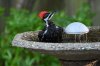 DSC_1570.jpeg