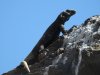 Chuckwalla1.JPG