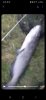 Screenshot_20240616_214541_Messenger.jpg