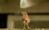 IMG_0433.jpeg