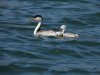 westerngrebe .JPG