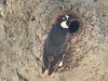 acornwoodpecker.JPG