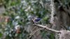 DSC_0261.jpeg