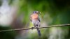 DSC_0224.jpeg