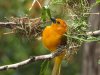 tavetagoldenweaver.JPG