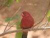redbilledfirefinch.JPG