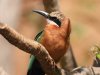 europeanbeeeater.JPG