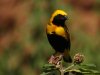 yellowcrownedbishop.JPG