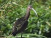 Ibis.JPG