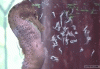 IMG_6700.gif