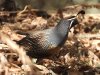 Quail.JPG