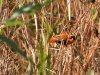 NorthernRedBishop.JPG