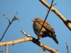 bluegrosbeak.JPG