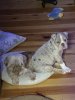 IMG_9235.jpeg
