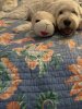IMG_2491.jpeg