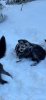 upload_2025-2-1_1-52-51.jpeg